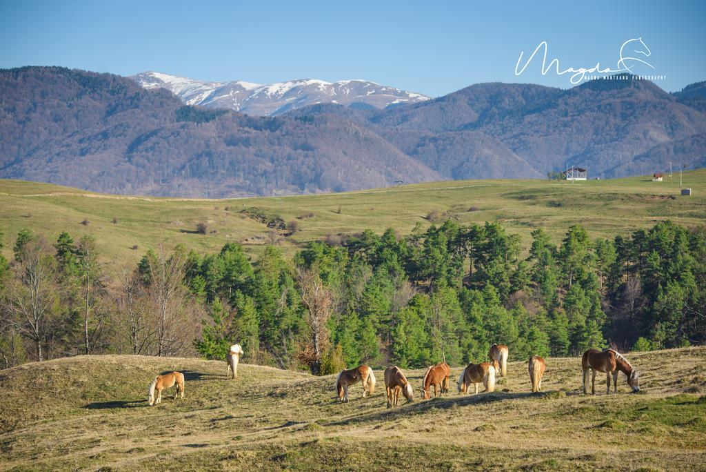 فندق Potcoava Mountain Hideaway Runcu  المظهر الخارجي الصورة