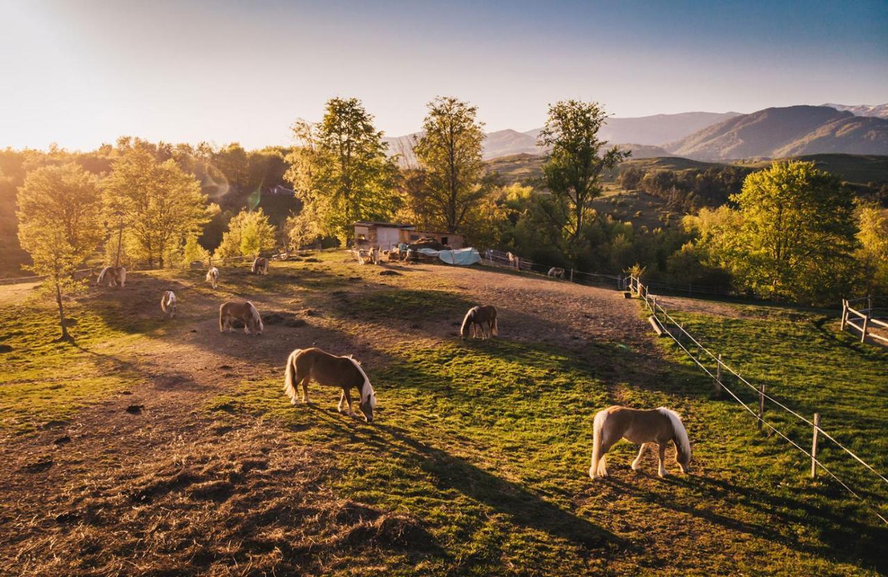 فندق Potcoava Mountain Hideaway Runcu  المظهر الخارجي الصورة